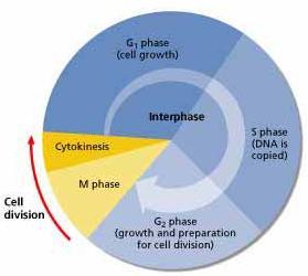 Cell Cycle Cell cycle life of a cell from the time it is formed until its own division