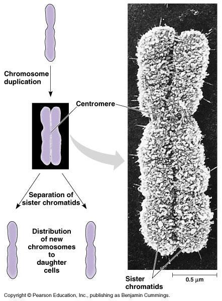 Non-dividing cells chromosomes are in the form of CHROMATIN Chromosome Structure Following DNA duplication