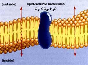Cell Membrane Polar heads are hydrophilic water loving Nonpolar tails