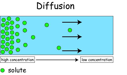 Diffusion through a Membrane Cell membrane Solute