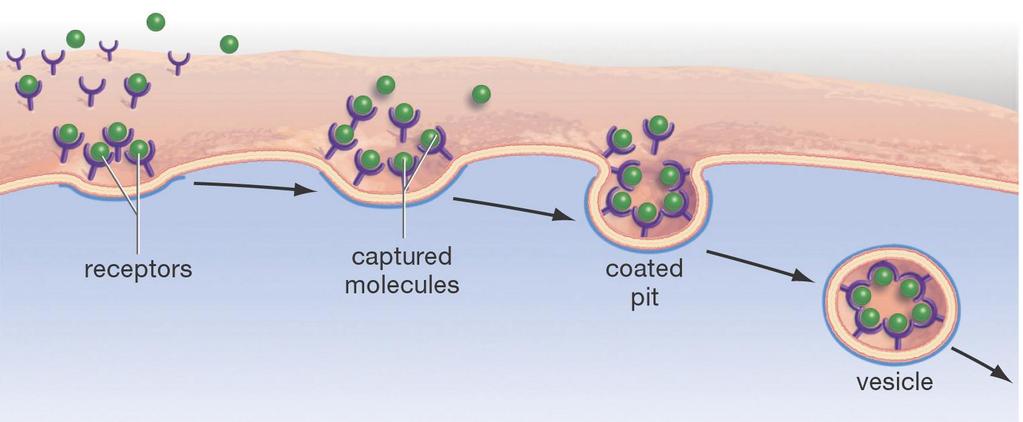 Receptor-Mediated Endocytosis Some