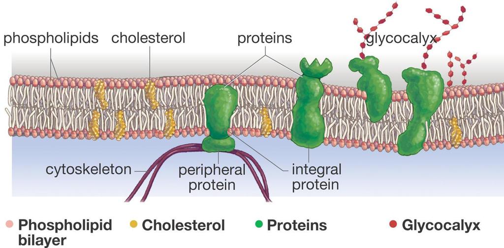 Proteins (peripheral and