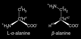 Carnosine ( -alanyl-l-histidine) A dipeptide of -alanine and