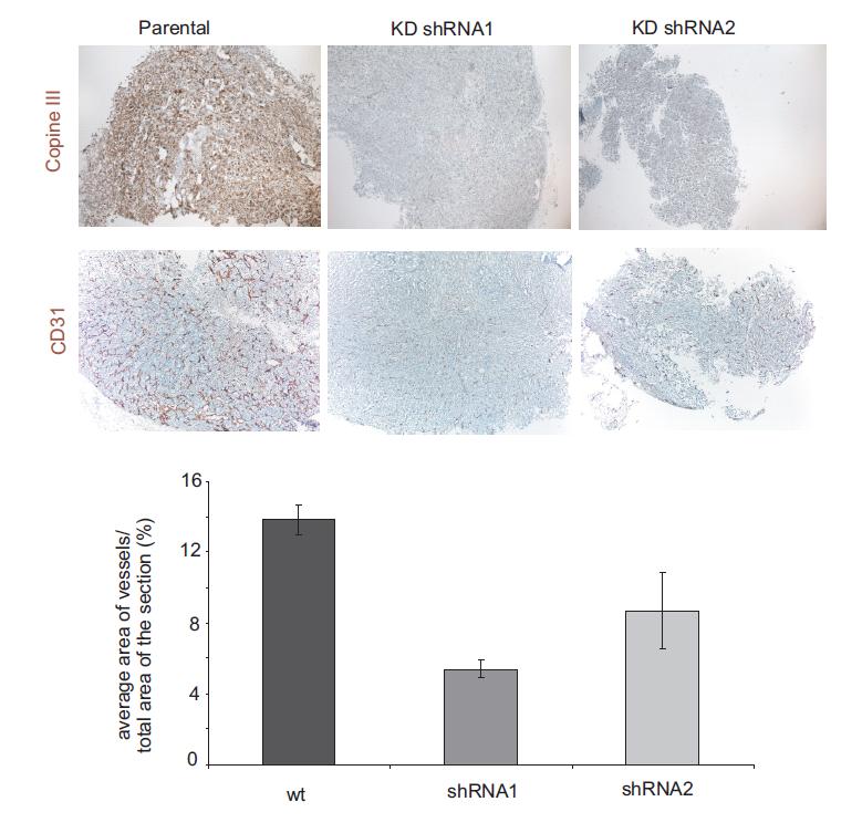6. Copine III in vivo When we analyzed signaling activity of the tumor cells, such as perk, p38 or pakt, we saw that, as for the in vitro results, there was no change in the activation of these