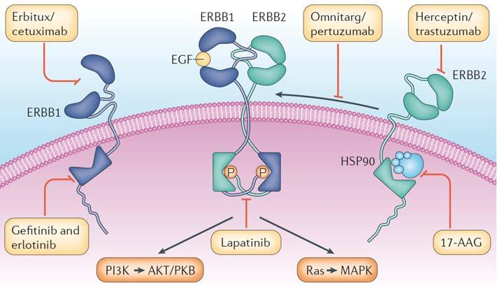 1. Introduction The ErbB family of RTKs (Citri and Yarden, 2006) Figure 1-8 Targeting the ErbB signaling network in cancer Several monoclonal antibodies as well as small-molecule tyrosine kinase