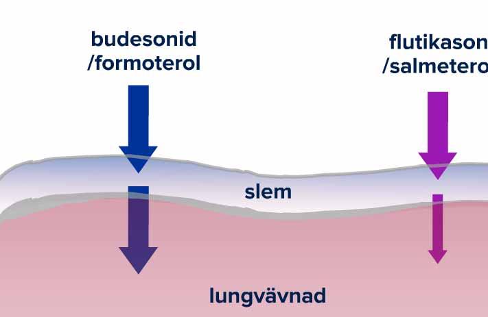 An Immunosuppressant / Infection hypothesis Fluticasone /salmeterol ASL Mucosa/Lung tissue ASL = Airway surface liquid Budesonide Budesonide/GCS-receptor Bacteria Fluticasone Fluticasone/GCS-receptor