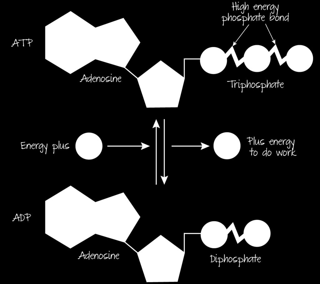 Phosphorylation Adding a phosphate group makes the whole molecule less stable, i.e. more likely to react or break down into smaller molecules.