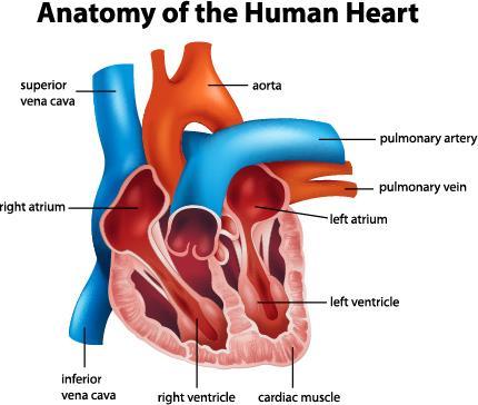 Exercise You circulatory system can react to what is going on around you If you are doing exercise then your body needs more oxygen and food to provide more energy The heart will pump harder and