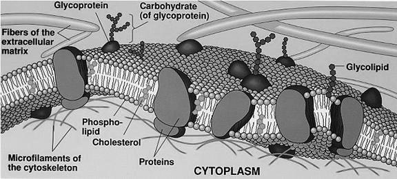 A Membrane Surrounds Each Cell Composed of A phospholipid bilayer, Have embedded and