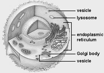 The Endomembrane System Endomembrane system = a collection of internal membranes work together in synthesis, storage, & export of
