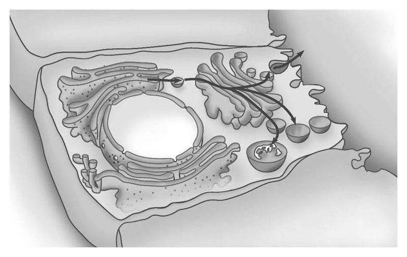 Review of Endomembrane System The organelles of the endomembrane system are interconnected structurally and Rough ER Transport vesicle from ER to Golgi Transport vesicle
