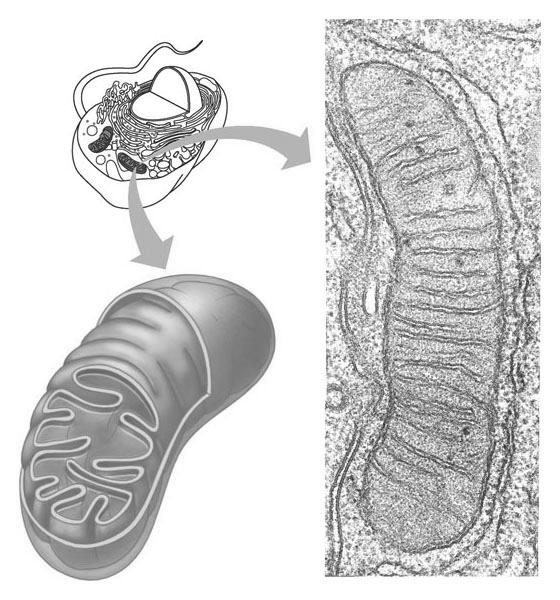 Mitochondria Power House of Cells Cellular respiration occurs inside mitochondria Mitochondrion Cellular respiration = converts energy in food to ATP (adenosine triphosphate) energy Intermembrane