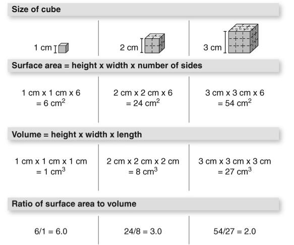 Small Cell Size => Efficient Exchange Small cell has more surface area relative to volume High surface to volume ratio