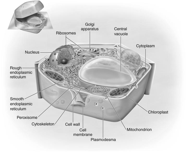 The Anatomy of a Plant Cell Plant cells are also