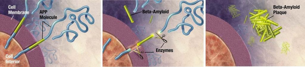 Enzymes act on the APP (amyloid precursor protein) and cut it into fragments.