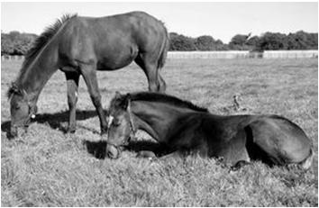 Digestive tract Hay-based diets for horses: