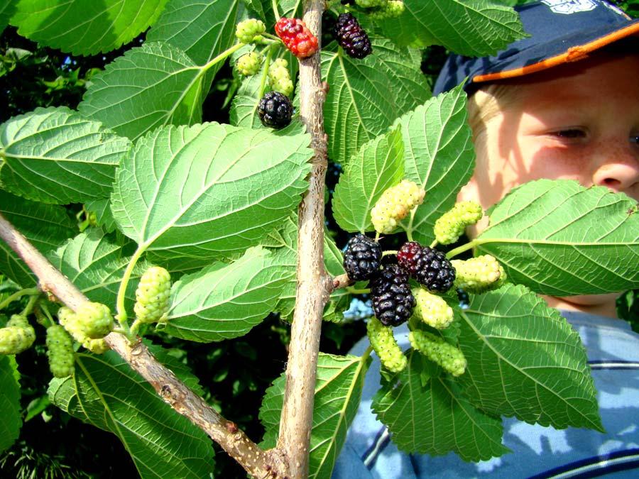 Mulberry A childhood favorite. Poor children will climb these trees everyday and fill their bellies. Birds live on these berries. I have wanted these berries for years and finally picked 5 gallons.