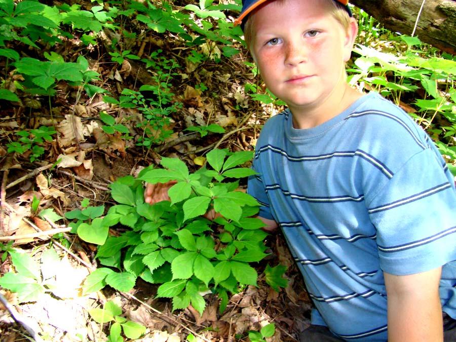 Wild American Ginseng Almost hunted to extinction.