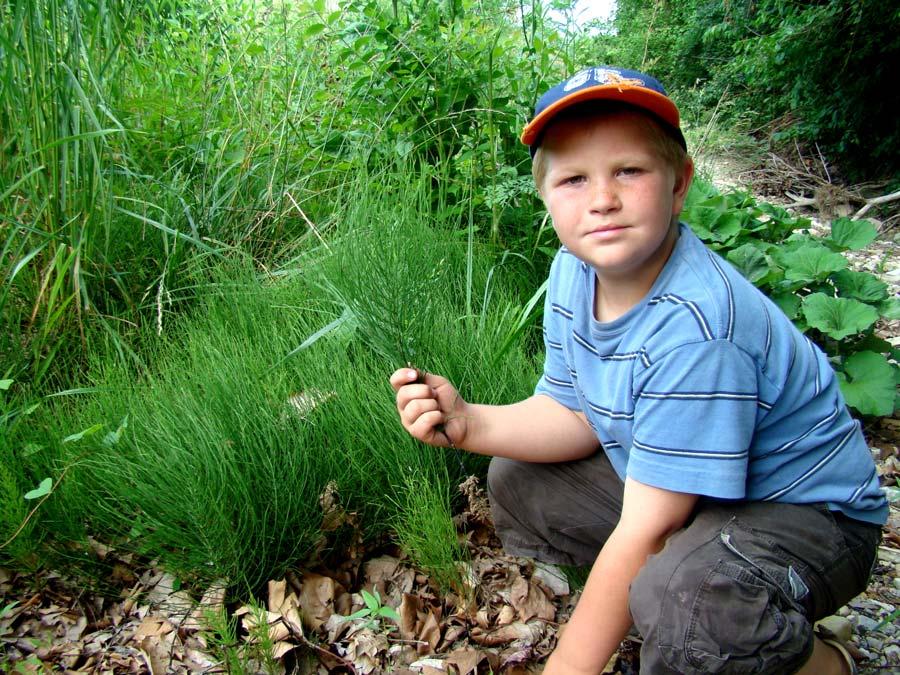 Horse Tail Grass / Shave Grass Grows in sandy creeks and pond edges. Used in the Calcium Formulas and known for its plant silica content.