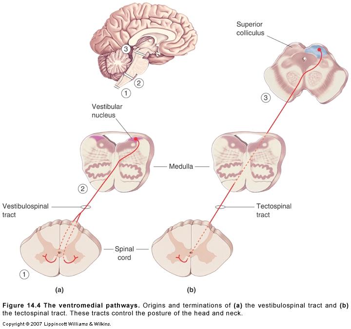 Descending pathways: Vestibulospinal and tectospinal 14.