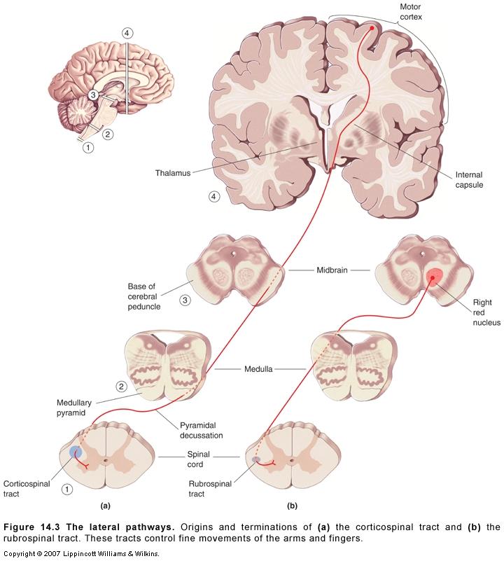 Descending pathways: Corticospinal and rubrospinal tracts 14.3 Fine Movement of Arms and Fingers Corticospinal (pyramidal): Contralateral Areas 4 and 6.