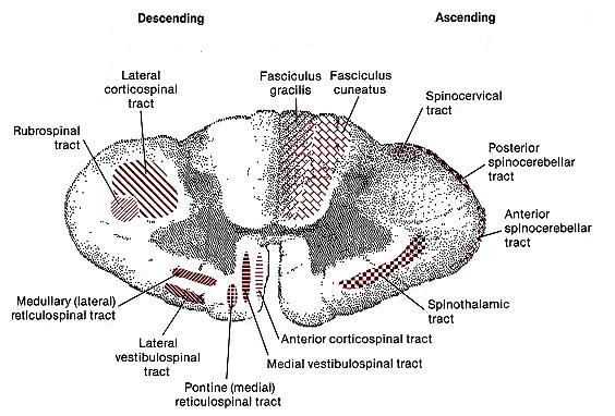 Posterior and Anterior