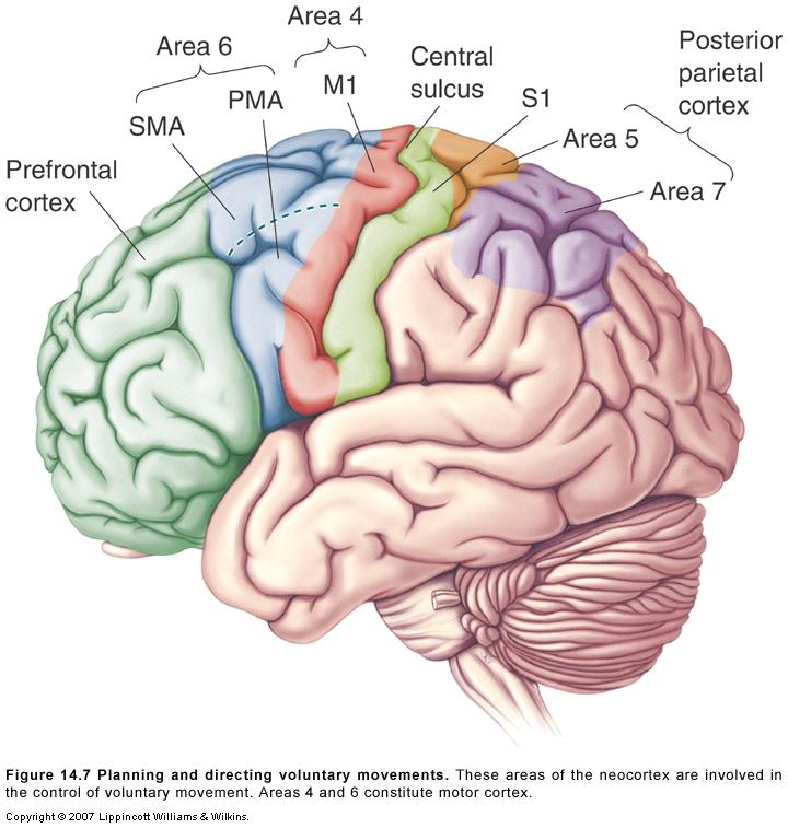 Primary Motor Cortex: M1/Area 4/Precentral gyrus Amount of force Different cells for extensors, flexors Cells are active BEFORE