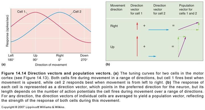 Direction of movement depends on population of cells Individual cells have directional preference Population vectors Requires feedback