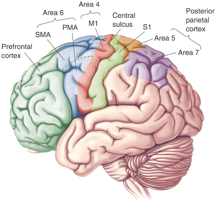 Premotor Motor Cortex: Area 6 Proximal and axial muscles initial phases of orienting body and limbs Set-related neurons Preparation of motor response: cells activated when subject is given