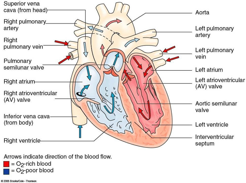 The Mammalian Heart