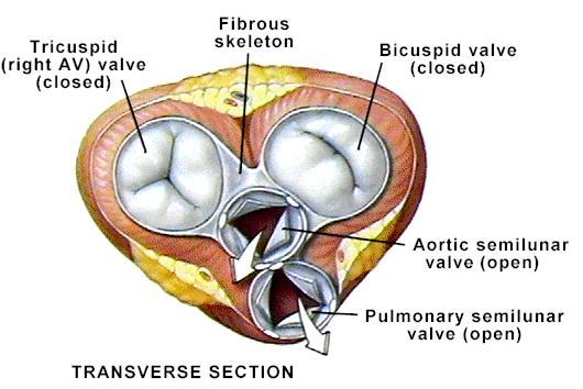 Structure and Function of Valves = Mitral valve 4 sets of valves Prevent backflow