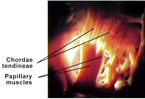 Support for AV valves: valves are restrained by chordae tendinae which are in turn attached to