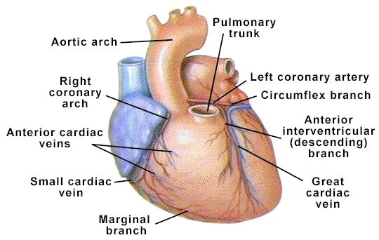 Coronary Circulation Coronary arteries: