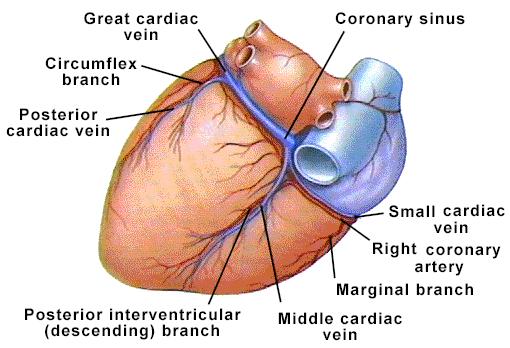 coronary veins coronary sinus right atrium