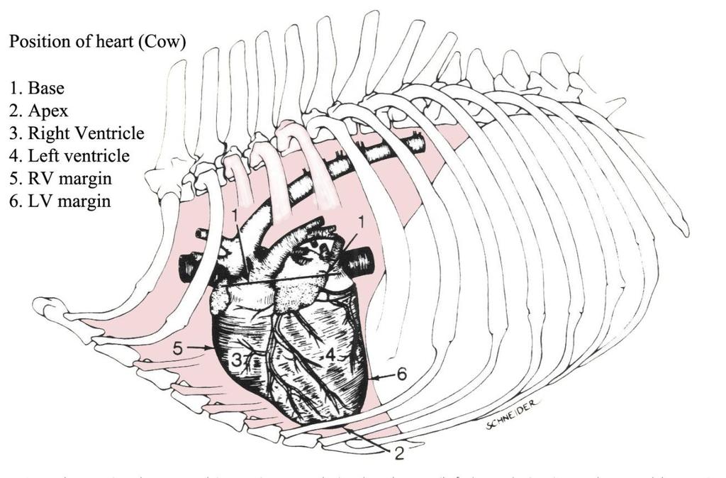 Location of the Heart Hollow muscular structure located in the thorax Large arteries & veins continuous with the heart at