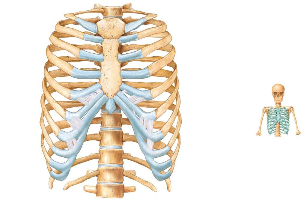 Figure 7.22a The thoracic cage.