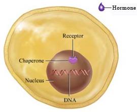 right. IP: Mechanism of Hormone Action: Direct Gene Activation Which of the following hormones has intracellular receptors?