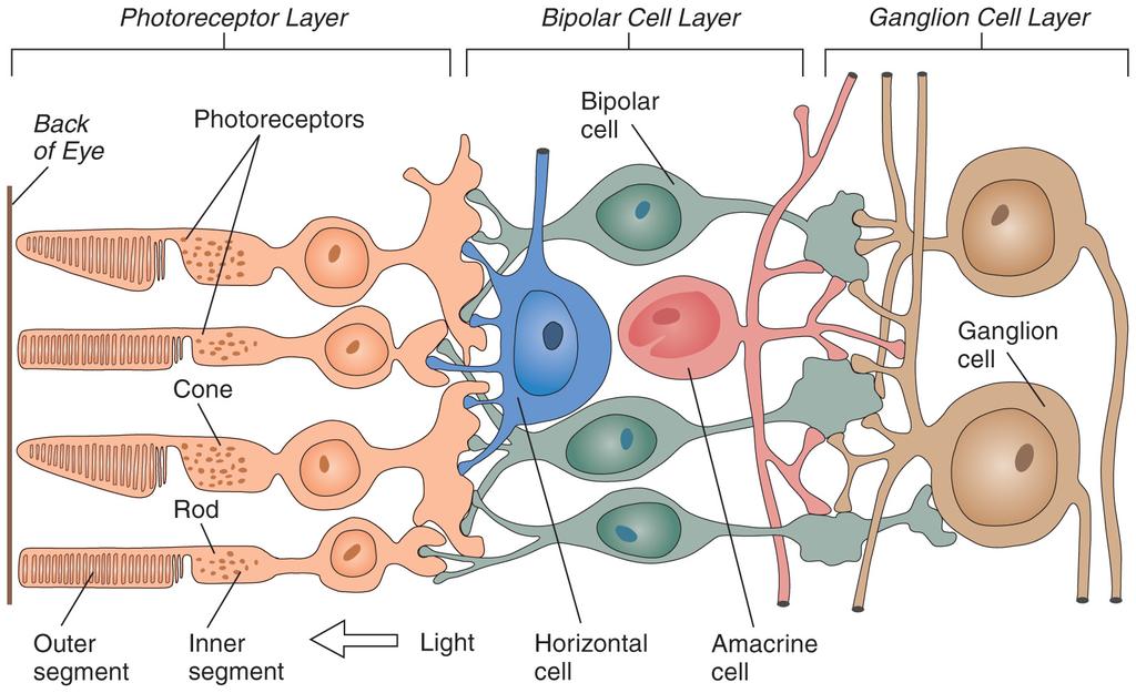 Lateral communication n Horizontal cells: neurons in the retina that interconnect adjacent photoreceptors and the outer processes of the bipolar cells.