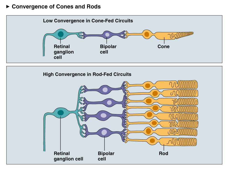 Cone and Rod Vision n Less convergence in cones, increasing acuity while decreasing sensitivity n More convergence in rod system, increasing sensitivity while decreasing acuity So we have a response