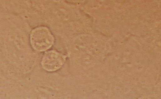 CELL CYCLE MOLECULAR