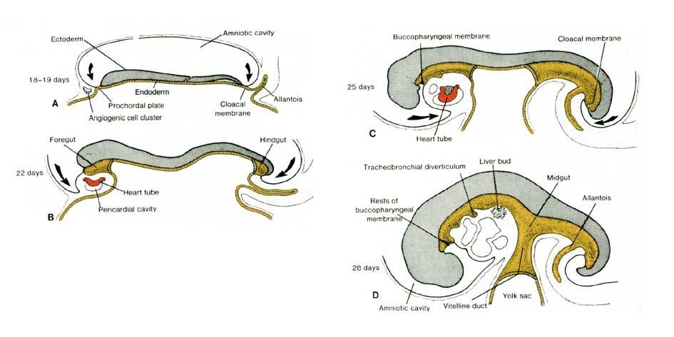 Embryo folding incorporation of endoderm to form primitive