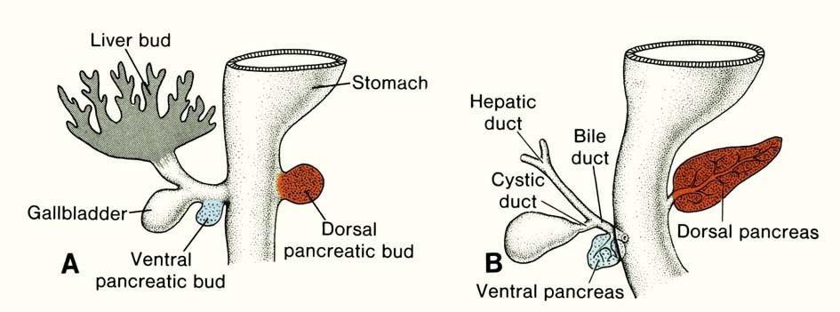 The liver bud (hepatocystic diverticle) appears at the distal end of the foregut (week 4) and divides into hepatic and