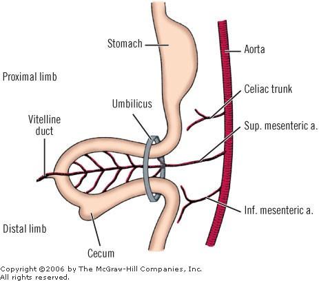 90º after 270º rotation 180º - In the umbilical cord, the midgut loop rotates 90 counter-clockwise around the axis of the superior mesenteric artery.