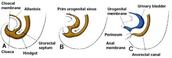 Division of the cloaca - urorectal septum divides the cloaca into a ventral urogenital sinus and a dorsal anorectal canal.