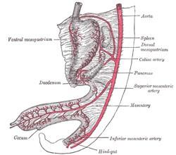 Mesenteries double layer of peritoneum enclosing organs and connecting them to the body wall Ventral mesentery exists only in region of distal part of esophagus,