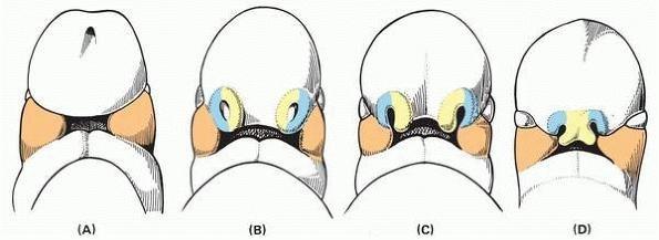 Developing face Facial processes: Nasal lat. + med.