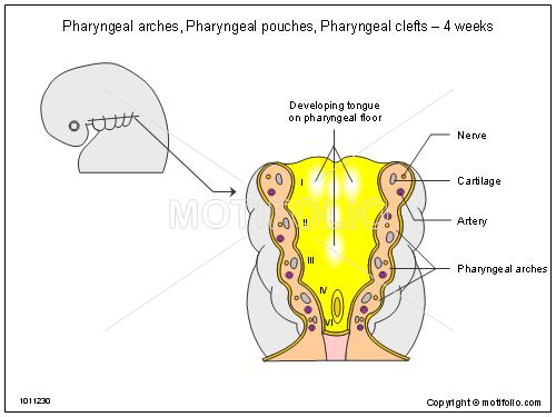 Pharyngeal (branchial) apparatus Pharyngeal arches appear in weeks 4-5 on the ventral side of the pharyngeal gut.