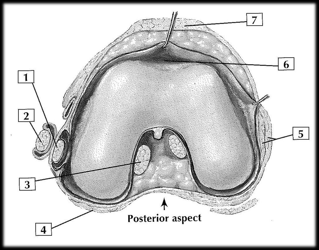 KNEE JOINT 1. Popliteus tendon 2. Fibular collateral ligament (lateral collateral) 3. Anterior cruciate 4.