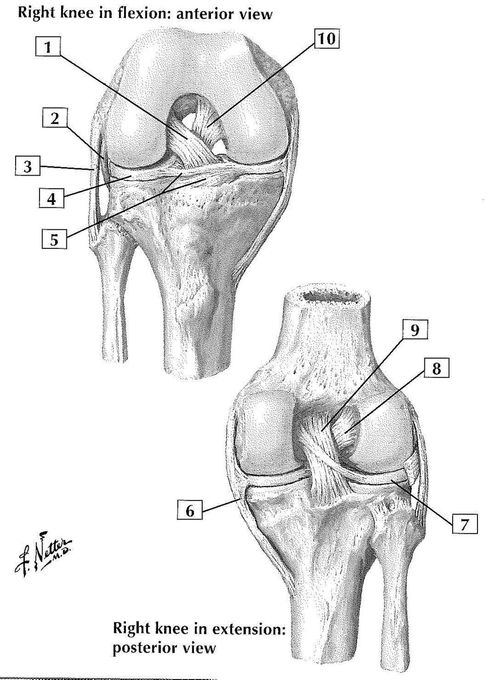 CRUCIATE AND COLLATERAL LIGAMENTS 1. Anterior cruciate ligament 2. Popliteus tendon 3. Fibular collateral ligament 4. Lateral meniscus 5. Transverse ligament 6.
