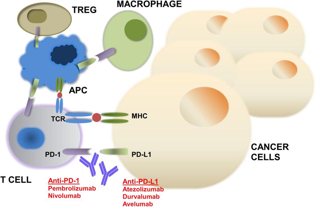 Gong et al. Journal for ImmunoTherapy of Cancer (2018) 6:8 Page 2 of 18 Fig. 1 Mechanism of action of PD-1 and PD-L1 inhibitors.